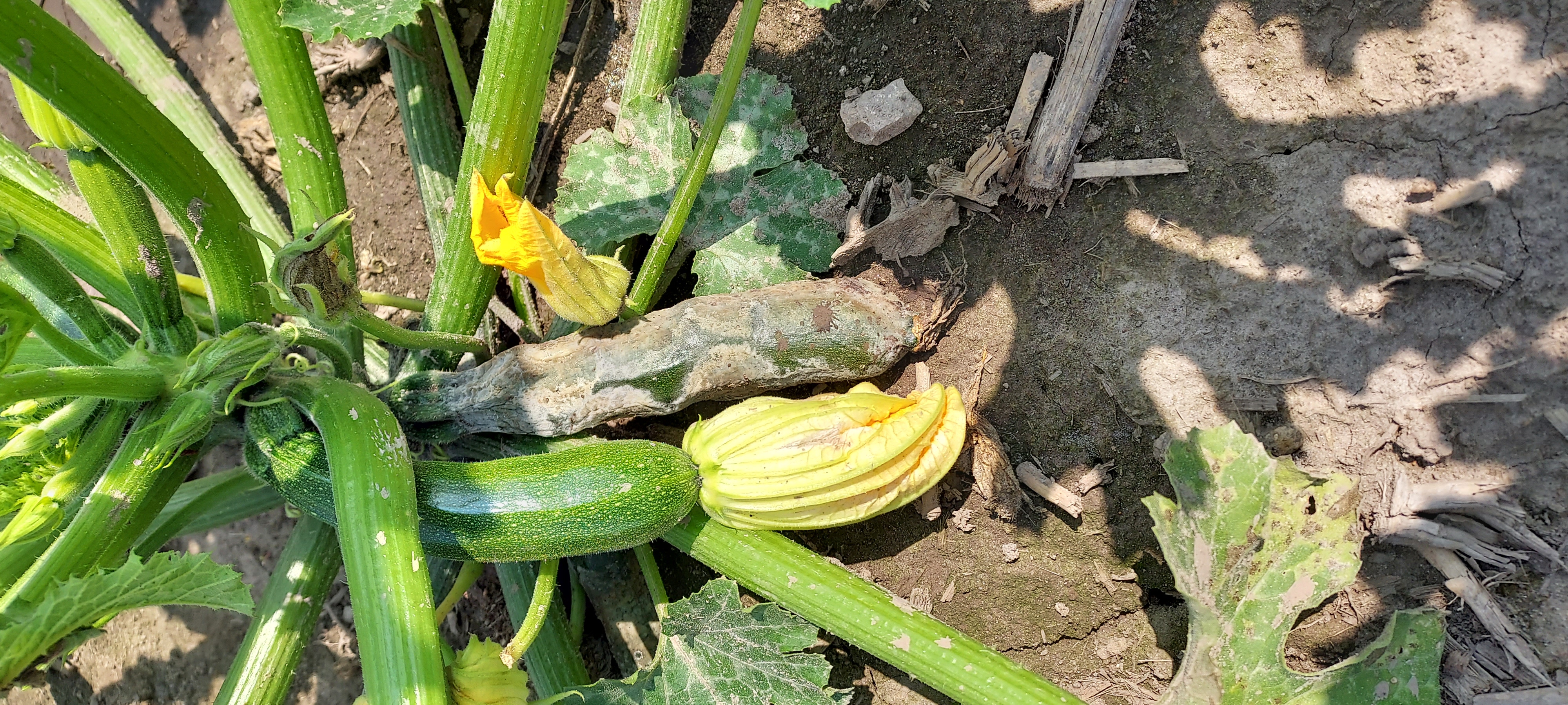 Phytophthora on zucchini